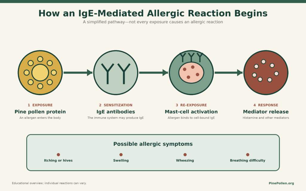 how ige mediated pine pollen allergy develops