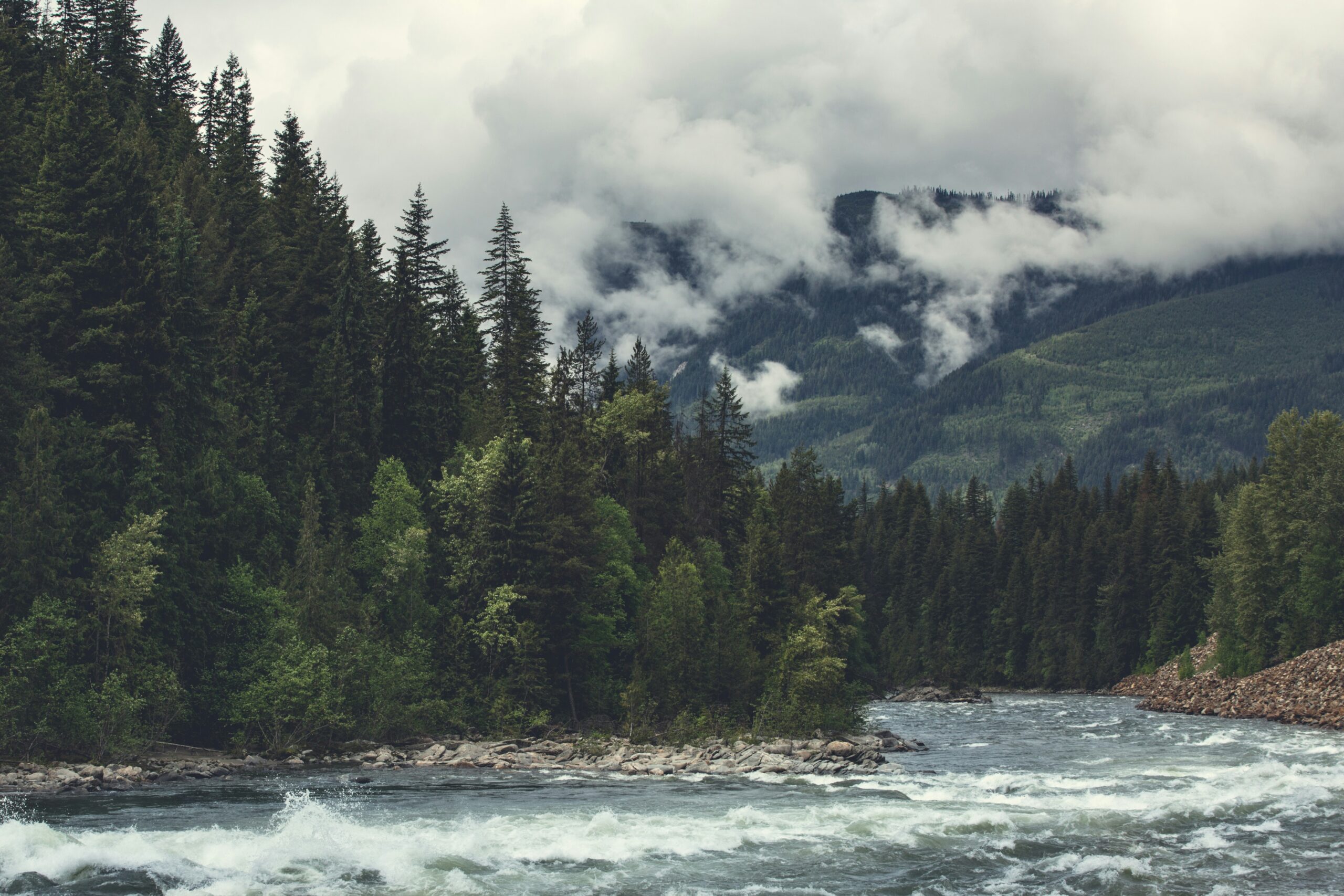 pine forest and river