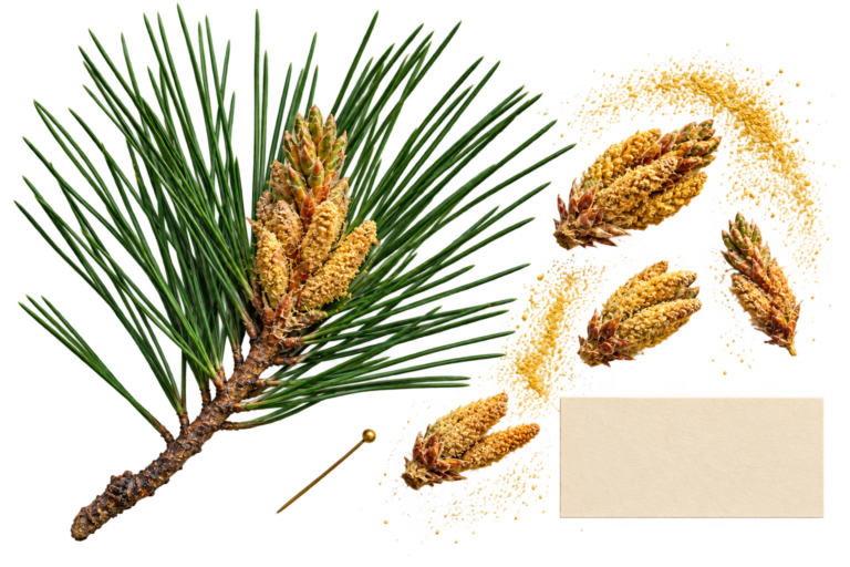 what is pine pollen?
