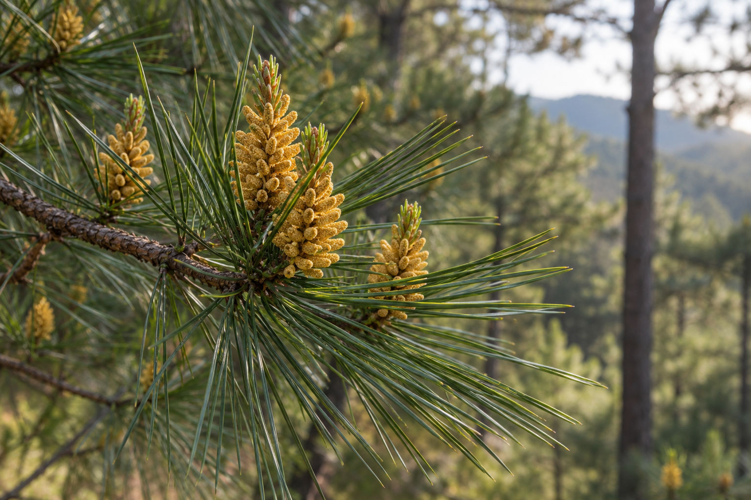 pine pollen complete guide featured